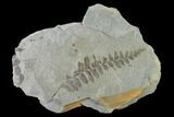 Pennsylvanian Fossil Fern (Neuropteris) Plate - Kentucky #137723-2